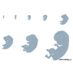 Actual Sizes of Embryo
