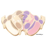 Brainstem Section (Level #13 of 14)