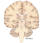Coronal Forebrain Sections (Level 8 of 10)