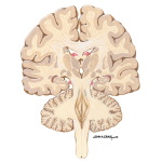 Coronal Forebrain Sections (Level 7 of 10)