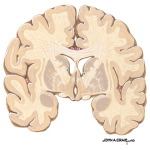 Coronal Forebrain Sections (Level 4 of 10)