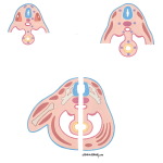Plan of Spinal Nerves