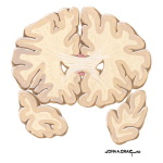 Coronal Forebrain Sections (Level 1 of 10)