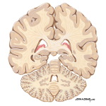 Coronal Forebrain Sections (Level 10 of 10)