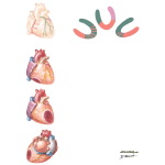 Planar Perfusion Studies In Coronary Artery Disease