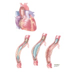 Percutaneous Transluminal Coronary Angioplasty (PTCA) Technique