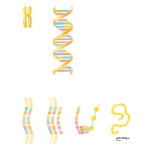 Genetics in Cardiovascular Medicine