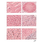 Features of Hepatic Regeneration and Atrophy