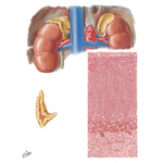 Cross Section Through Suprarenal Gland