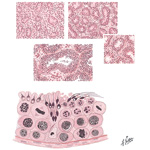 Testicular Development and Spermatogenesis