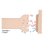 Pharmacologic Management Options in Alzheimer's Disease