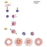 Pathogenesis of Asthma