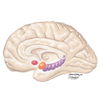 Pharmacologic Management Options in Alzheimer's Disease