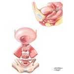 Internal and External Sphincters