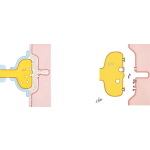 Pharmacology of Neuromuscular Transmission