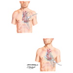 Echocardiographic Examination - Transducer Positions 1