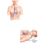 Echocardiographic Examination - Transducer Positions 2