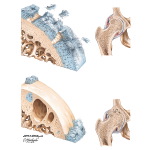 Joint and Articular Changes