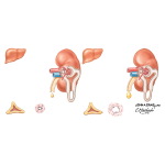 Renin-Angiotensin-Aldosterone System