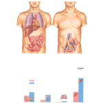 Transplant: Surgical Considerations