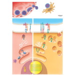 Immunology of Transplantation