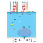 Immunology of Transplantation: Lymphocyte Activation