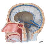 Dural Venous Sinus