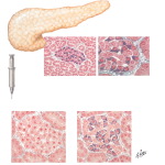 The Pancreas and Insulin Production