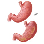 Musculature of Stomach