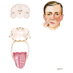 Hypoglossal Nerve
