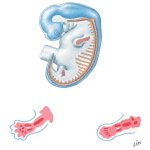 Mesenchymal Primordia at 5 and 6 Weeks