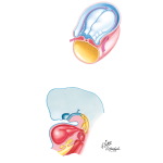 Formation of the Pleural Cavities