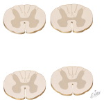 Spinal Cord Terminations of Major Descending Upper Motor Neuron Tracts
