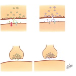 Graded Potentials in Neurons