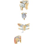 Shoulder Joints