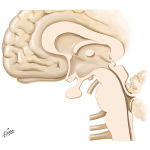 Paraventricular Nucleus of the Hypothalamus: Regulation of Pituitary Neurohormonal Outflow, Autonomic Preganglionic Outflow, and Limbic Activity