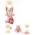 Innervation of Larynx