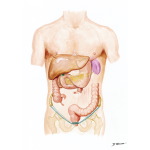 Digestive System Diagram Unlabeled | Search Results | Calendar 2015