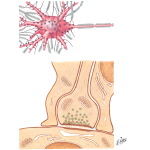 Synaptic Morphology