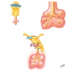 The Airway at 4 to 7 Weeks