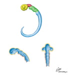 Early Brain Development: The 28-Day-Old Embryo