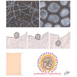 Influenza Virus and Its Epidemiology