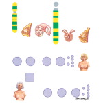 Genetics in Familial Breast Cancer