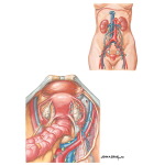 Anatomic Relationships of Ovary