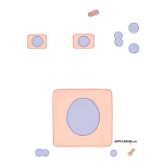 Initiation and Promotion of Breast Cancer