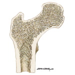 Physical Stress and Bone Architecture