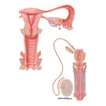 Female and Male Reproductive Tracts