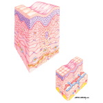 Skin Wound Repair