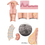 Target Organ Changes in Menopause