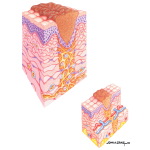 Skin Wound Repair